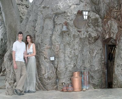 Бар в баобабе укрывает туристов живыми стенами