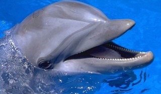 Дельфины могут обучать косаток речи