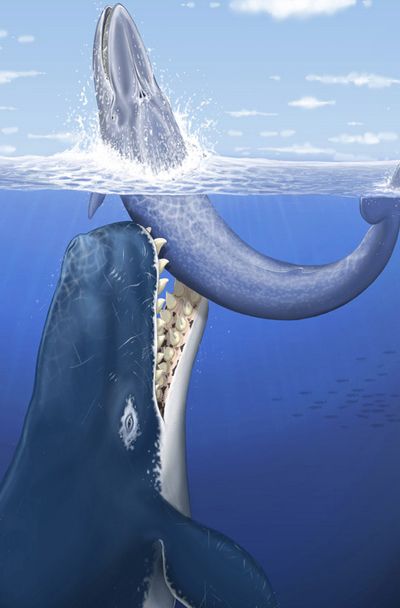 Древний кит поразил учёных рекордными зубами