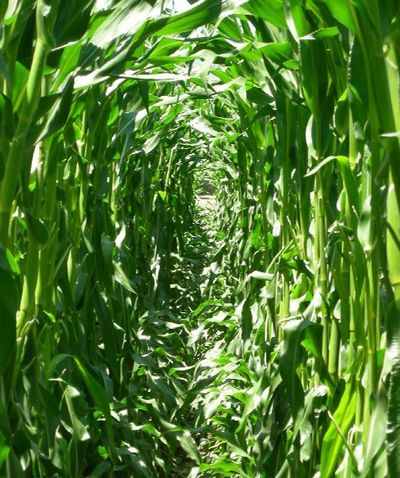 Геном кукурузы рассказал о будущем биотоплива