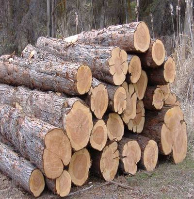 Какая древесина подходит для строительства дома в тульской области