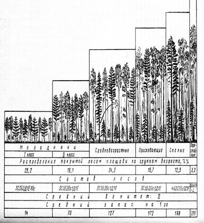 Определение размера главного пользования лесом