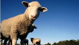 Овцы покрыты жиропотом