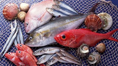 Способы и виды заморозки рыбы в пищевой промышленности